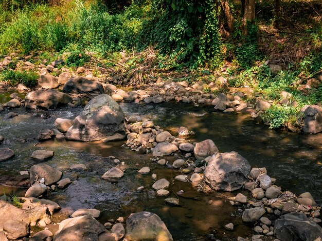 Поток небольшой реки в лесу, заполненном камнями.