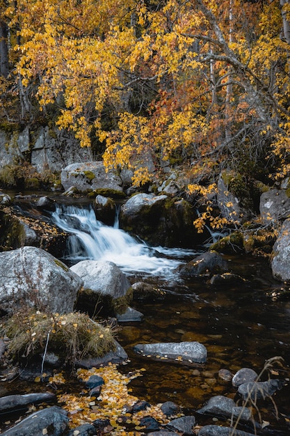 Поток воды в лесу