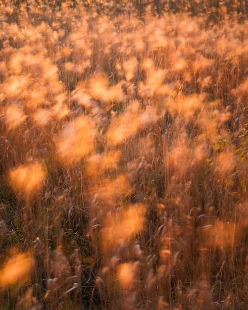 Flow of wind