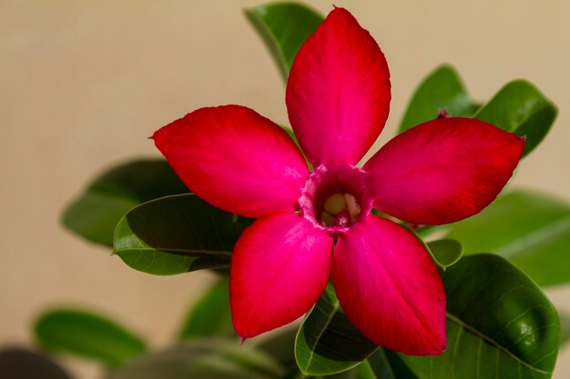 Flower adenium obesum blooms.