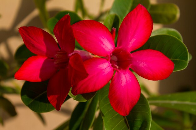 Flower adenium obesum blooms.