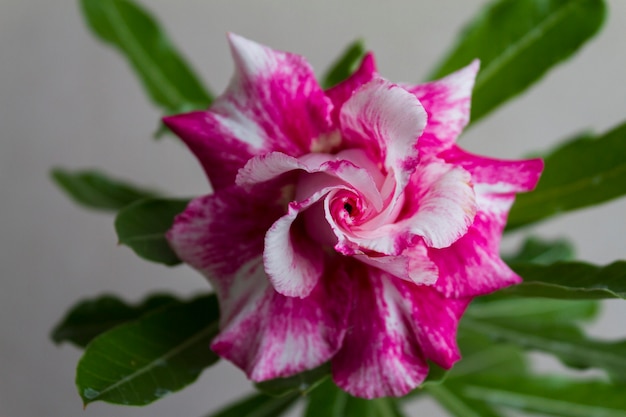 Flower adenium obesum blooms.