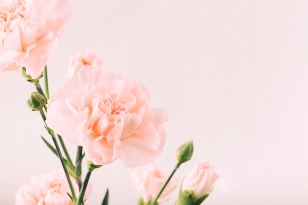 写真 平らな背景に花と芽