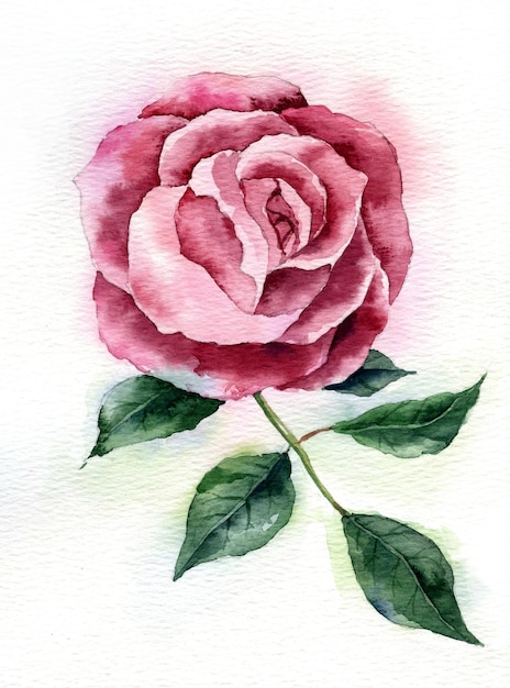 사진 흰색 배경에 분리된 분홍색 장미 손으로 그린 수채화 요소의 꽃과 잎