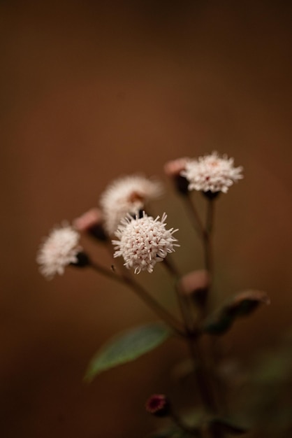 flower of the Andes