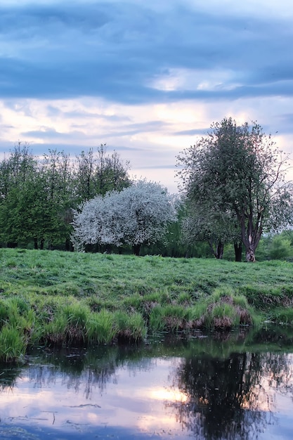 Flower apple tree in field sunset