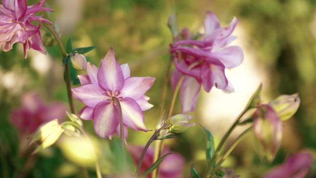 Цветок Aquilegia vulgaris на латыни Aquilegia vulgaris или водосбор коломбины Бабушкина шляпка в весеннем саду