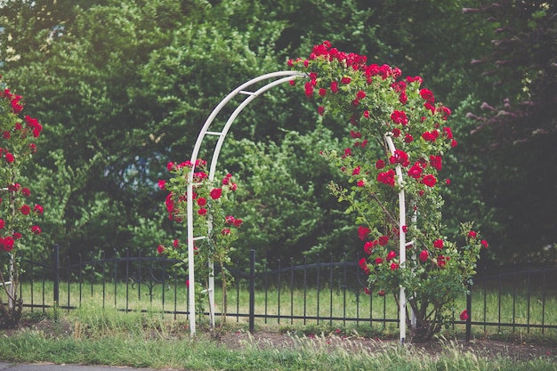 Arco di fiori con rose rampicanti rosse in fiore concetto di design del giardino