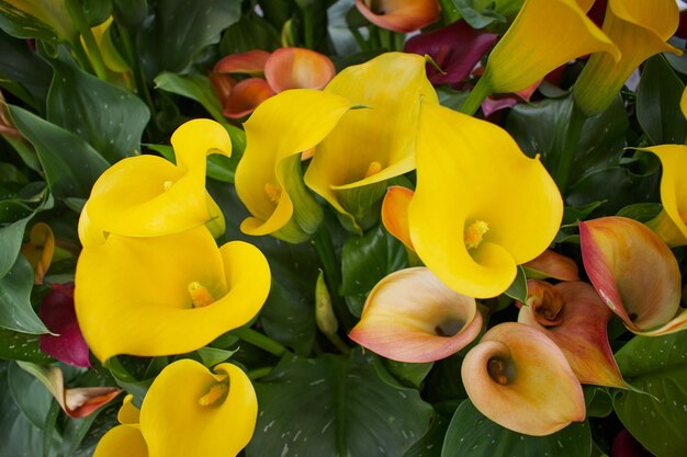 Flower arrangement bouquet calla