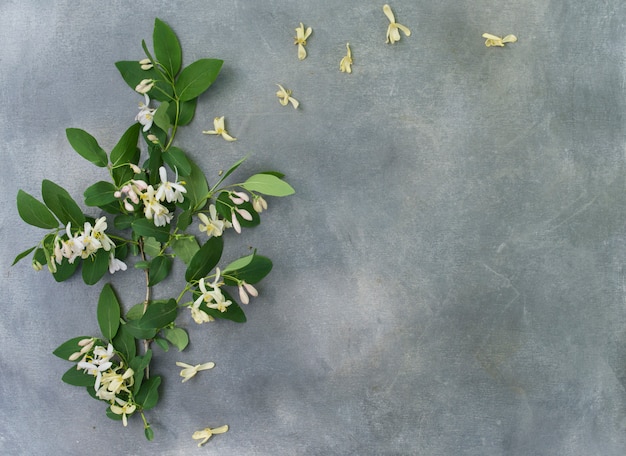  Flower arrangement from a blossoming acacia on a gray background. 