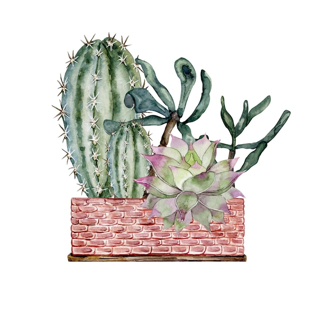 Flower arrangement in a large clay pot Cacti and succulents Florarium Watercolor illustration