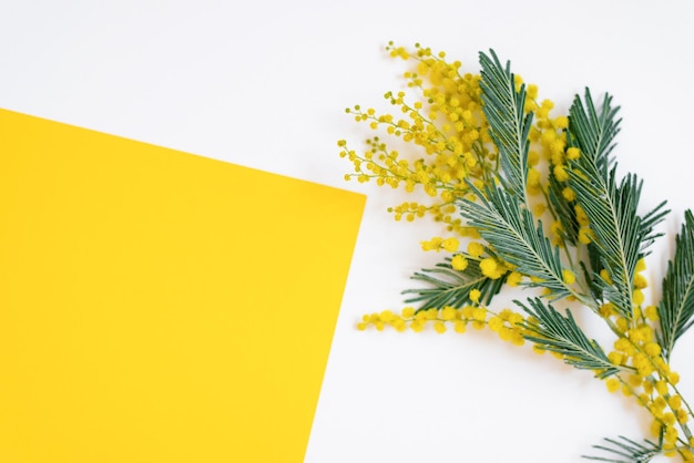 Flower arrangement Mimosa flowers on a yellow background Springsummer concept Flat lay top view copy space