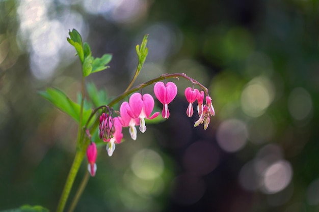 Flower of asian bleeding heart Lamprocapnos in bloom