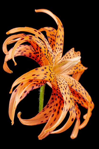 Flower of asian lily isolated on black background