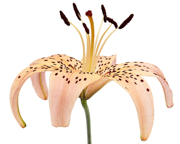 Photo flower of asian lily isolated on white background