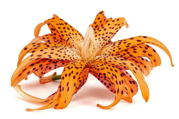 Flower of asian lily isolated on white background