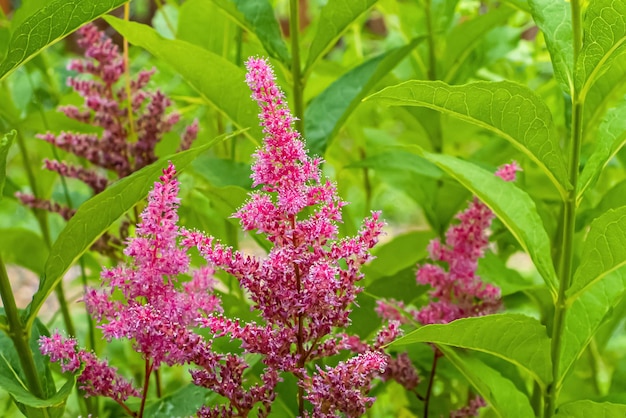 花 アスティルバ ガーデニング サクシフラージュ科のピンクの花