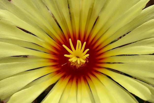 Flower of Astrophytum capricorne goat's horn cactus Cactaceae succulent plant