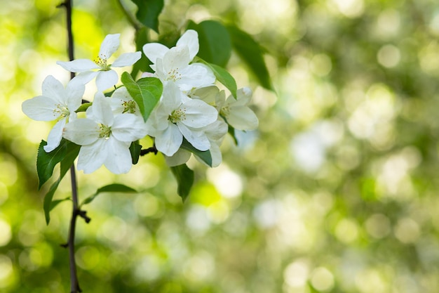 Sfondo di fiori un ramo di un albero di mele su uno sfondo sfocato