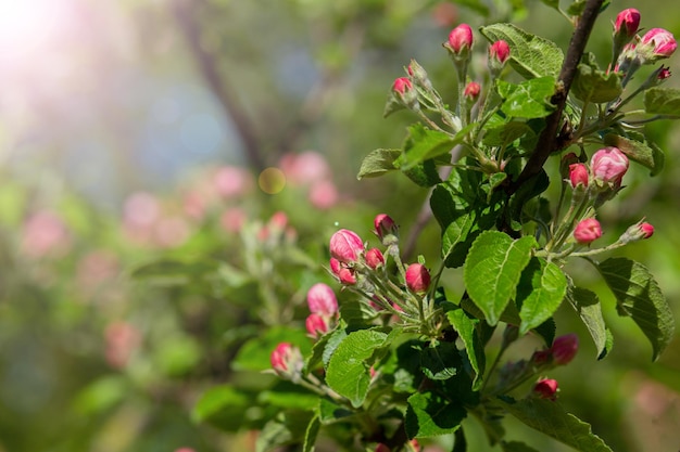 Flower background an apple tree branch with pink buds on a defocused background