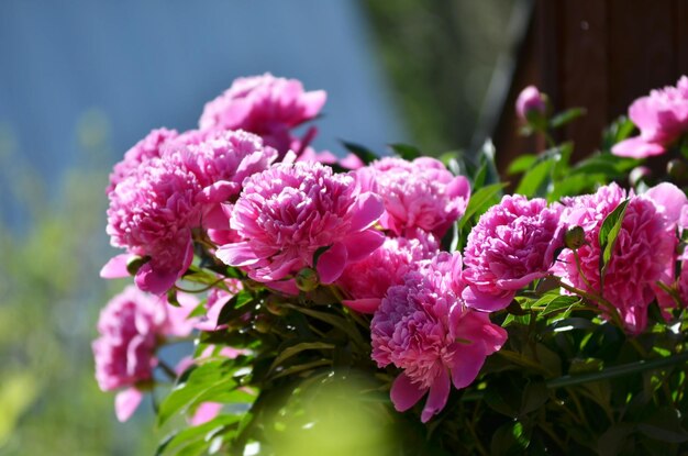 Flower background A beautiful blooming peony bush with pink flowers in the garden