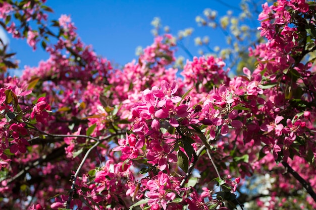 Flower background. Pink blooming sakura against the blue sky. Close-up.