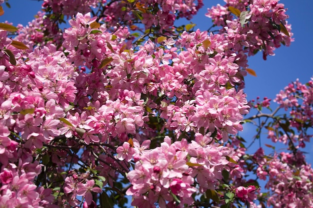 Flower background. Pink blooming sakura against the blue sky. Close-up.