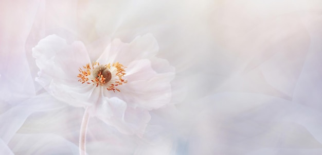 写真 花の背景