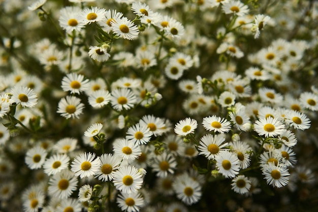 Flower Background