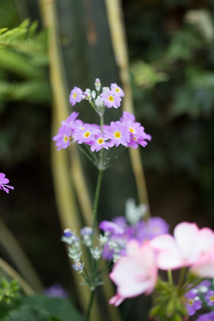 花の背景