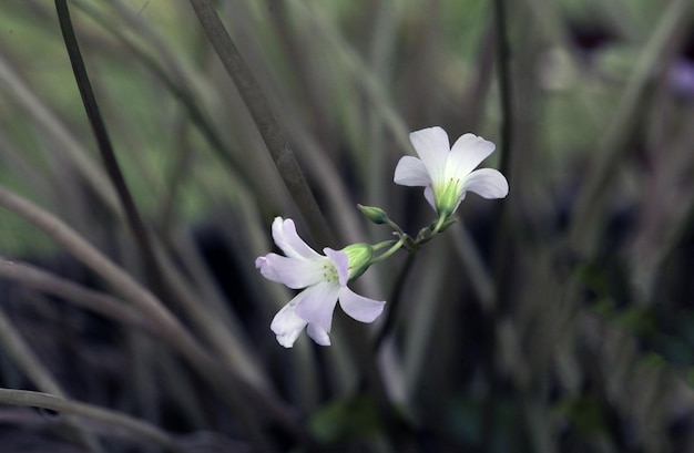 Flower background