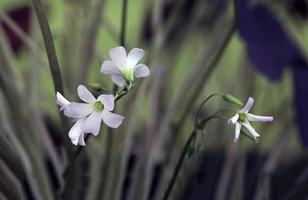 Flower background