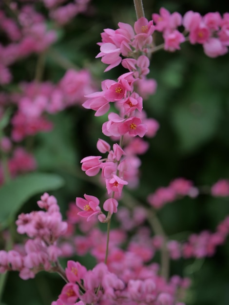 Flower background