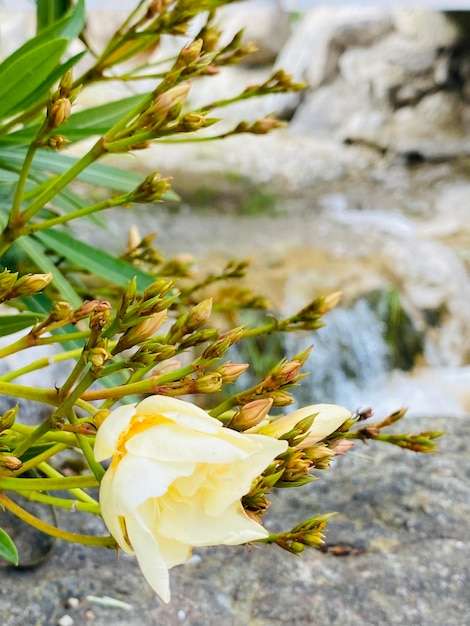 花の背景