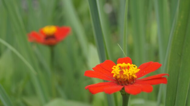 Foto fiore di fondo