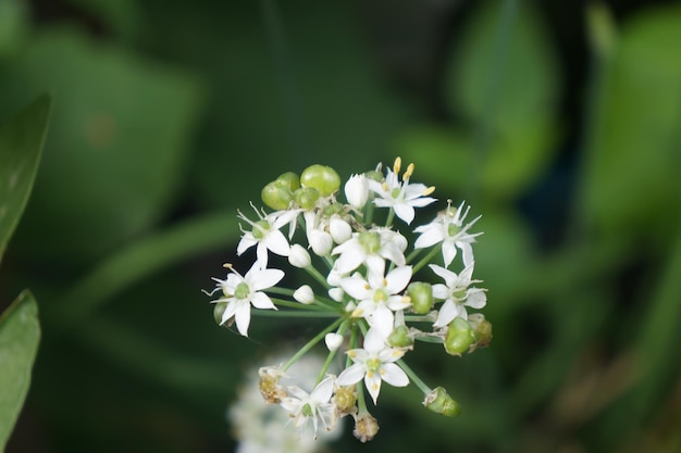 Foto fiore di fondo