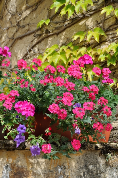 A flower balcony with geranium