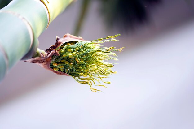 A flower on a banana tree