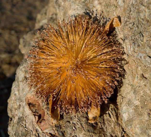 Flower of the baobab in Madagascar