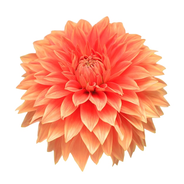 Flower of beautiful orange dahlia macro nature isolated on white background. Floral pattern, object. Botanical, concept, idea.