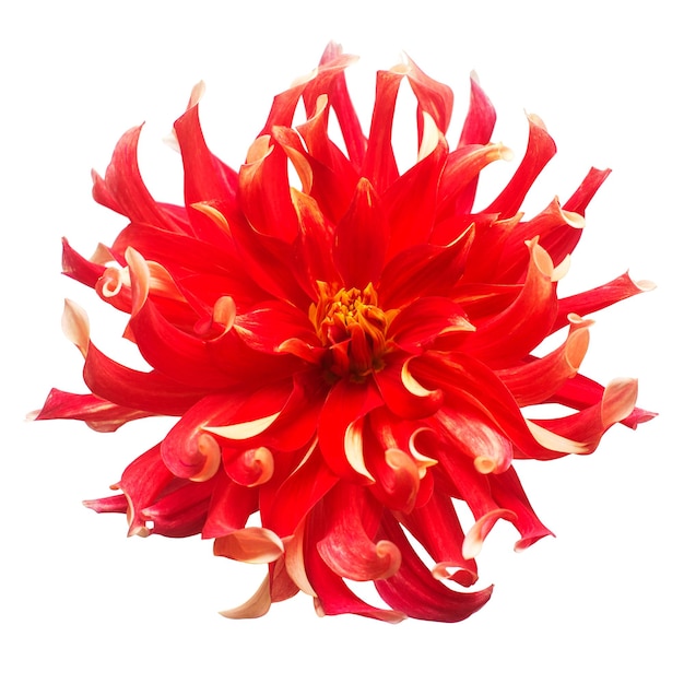 Flower of beautiful red dahlia macro nature isolated on white background. Botanical, concept, flora, idea. Peony form