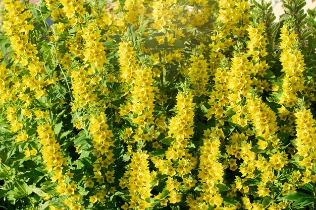 Flower bed in countryside lysimachia punctata alexander or yellow loosestrife blooms