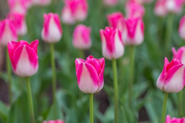 Aiuola di tulipani multicolori
