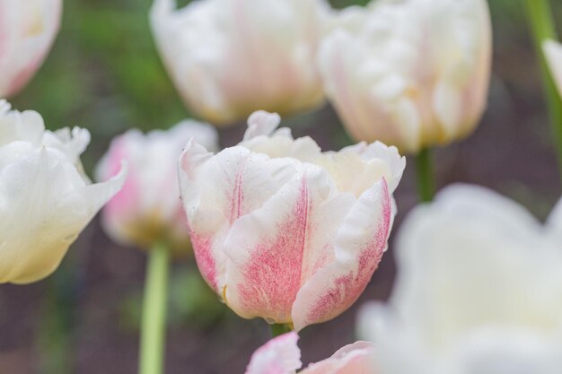 色とりどりのチューリップの花壇