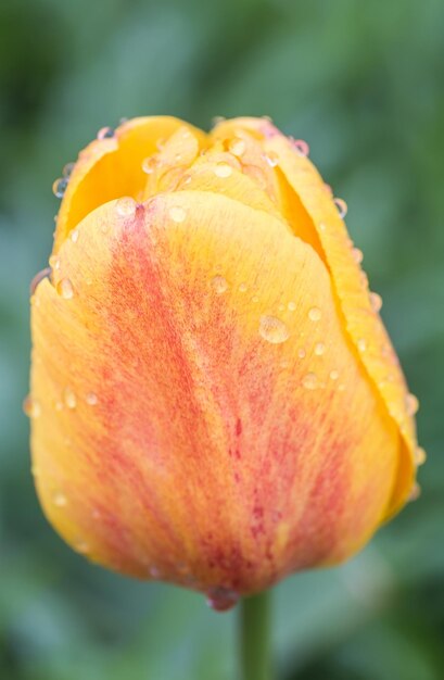 Flower bed of multicolor tulips