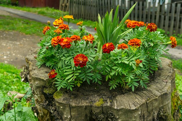 Flower bed in the old stump in the countryside closeup