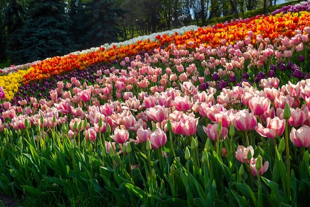 Flower bed in the parkxAxA