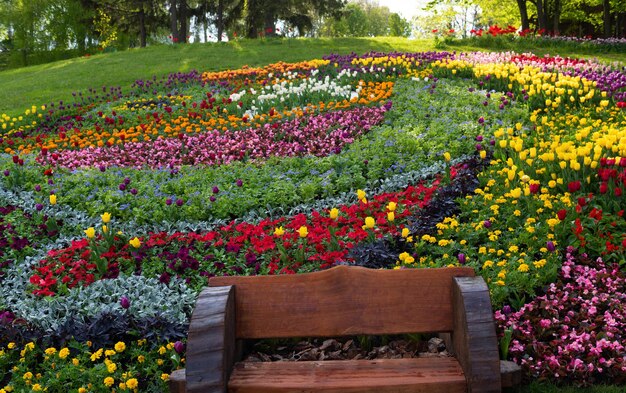 Photo flower bed in the parkxaxa