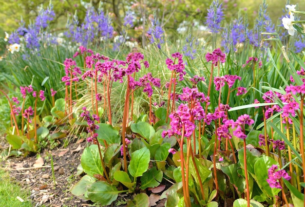 ピンクのベルゲニア・コルディフォリアの花床が春の庭で青いメロディー花でいています