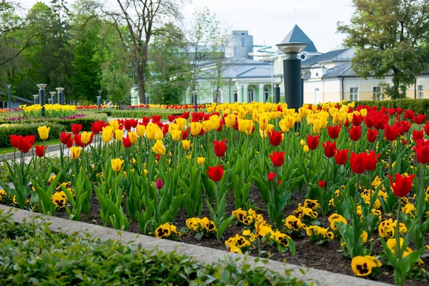 Flower bed on the street of the city